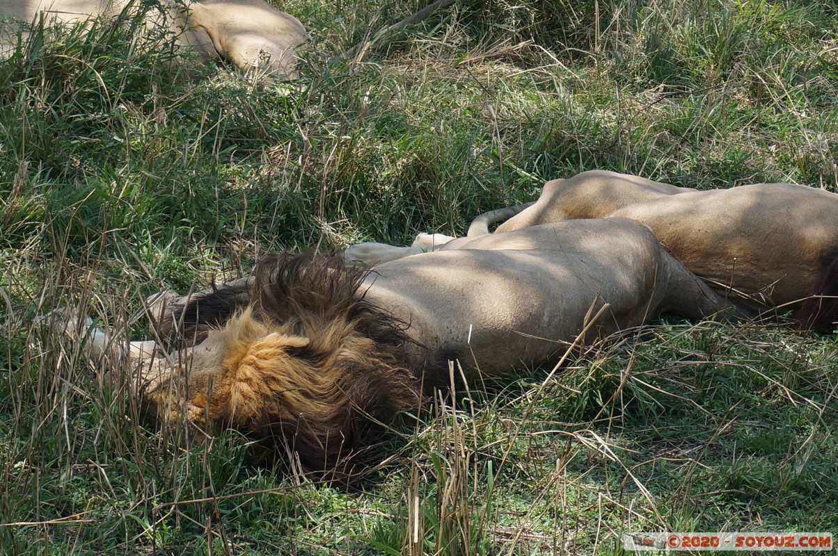 Masai Mara - Lion (Simba)
Mots-clés: geo:lat=-1.48069595 geo:lon=35.06792238 geotagged KEN Kenya Narok Ol Kiombo Masai Mara animals Lion