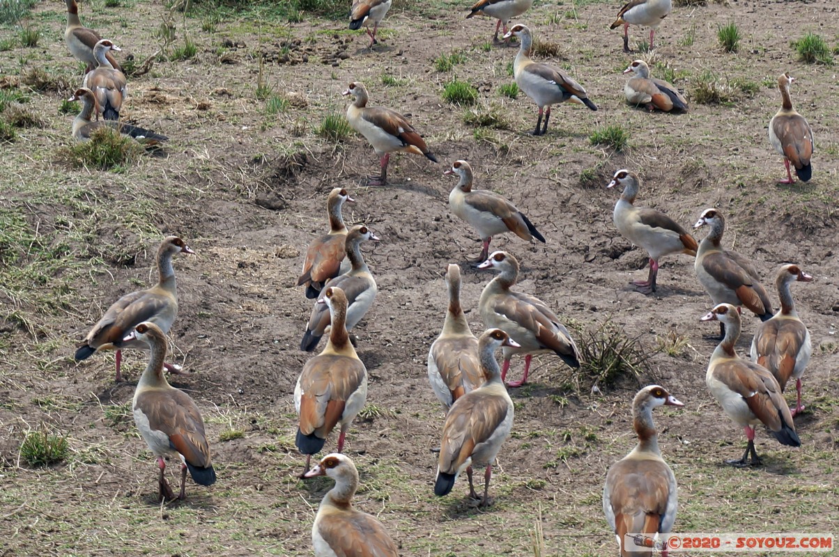 Masai Mara - Egyptian Goose
Mots-clés: geo:lat=-1.50196743 geo:lon=35.02617817 geotagged KEN Kenya Narok Ol Kiombo Masai Mara Mara river Riviere animals oiseau oie Egyptian Goose
