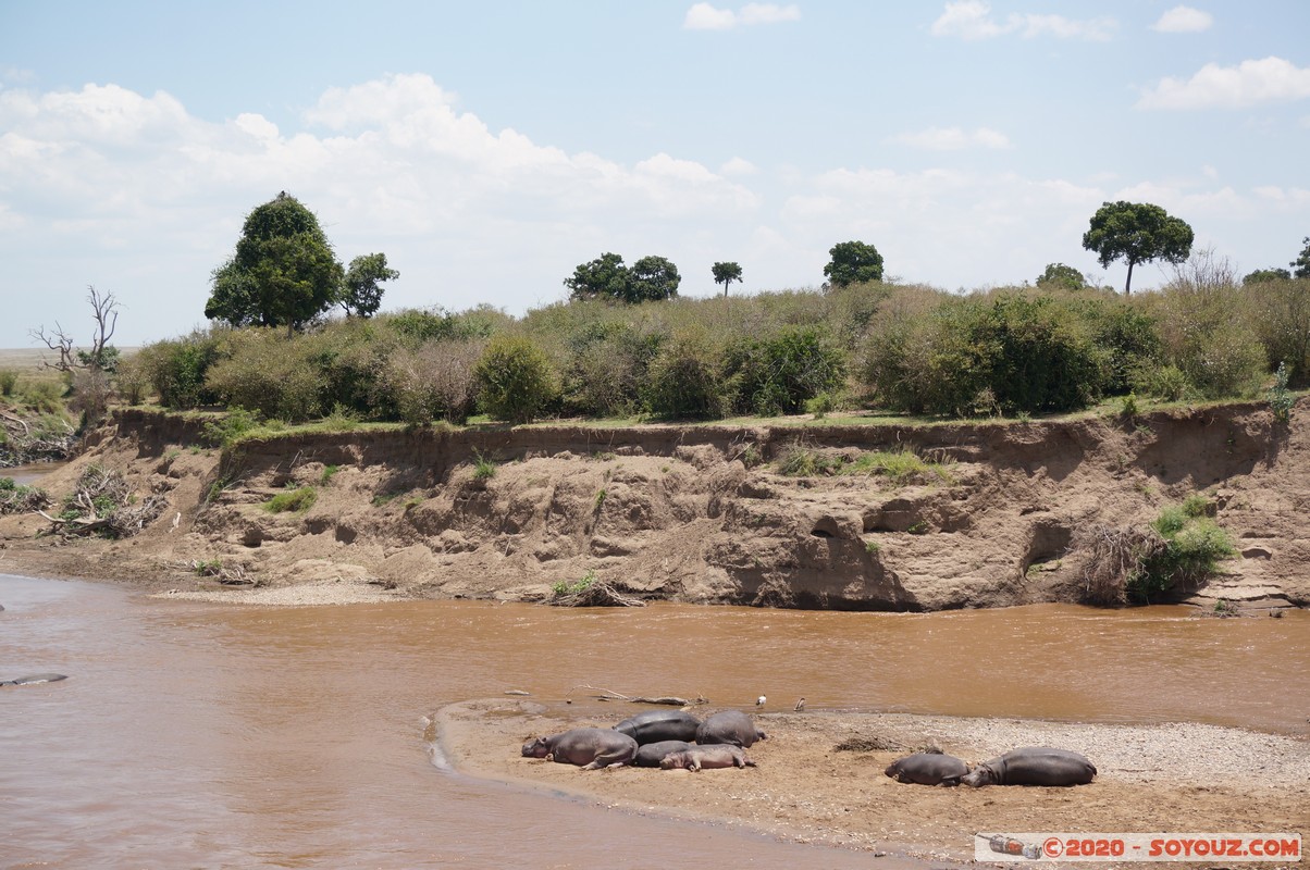 Masai Mara - Hippopotamus
Mots-clés: geo:lat=-1.50196743 geo:lon=35.02617817 geotagged KEN Kenya Narok Ol Kiombo Masai Mara animals hippopotame Mara river Riviere