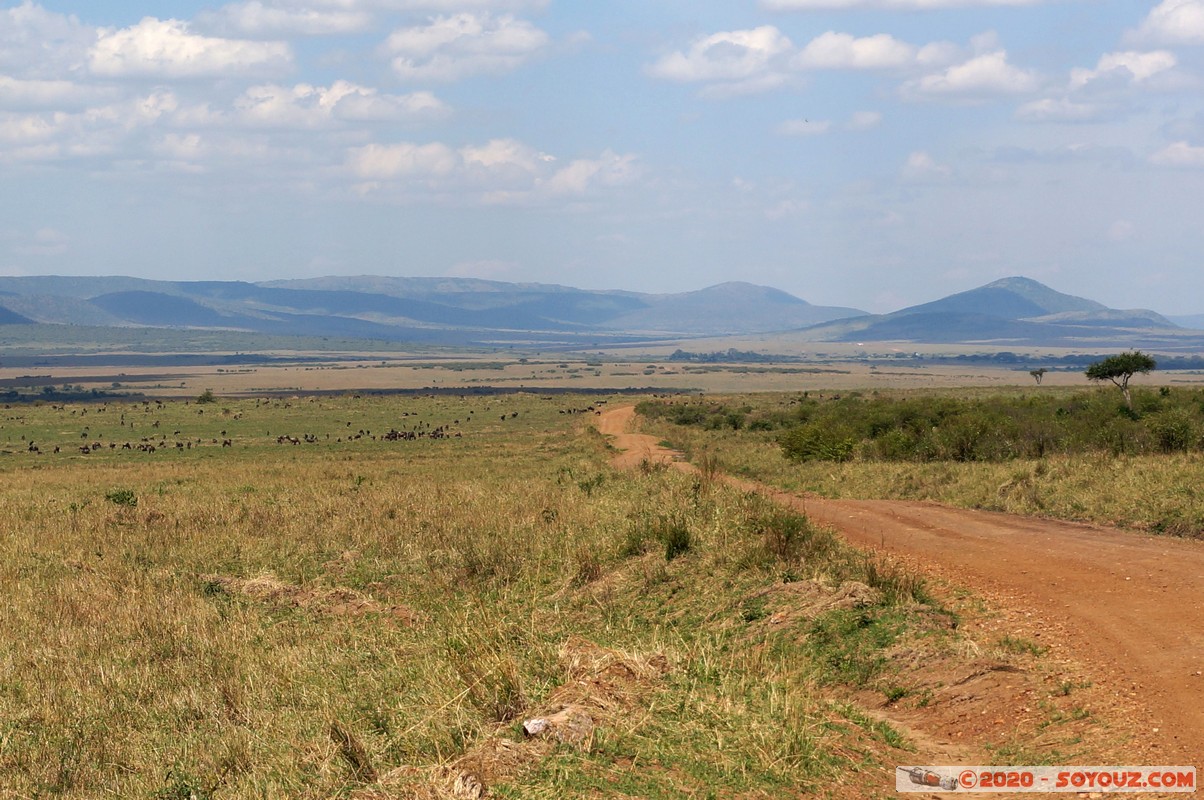Masai Mara - On the road - Wildebeest (Gnou)
Mots-clés: geo:lat=-1.51389262 geo:lon=35.09921655 geotagged KEN Kenya Narok Ol Kiombo Masai Mara Gnou Wildebeest paysage Route