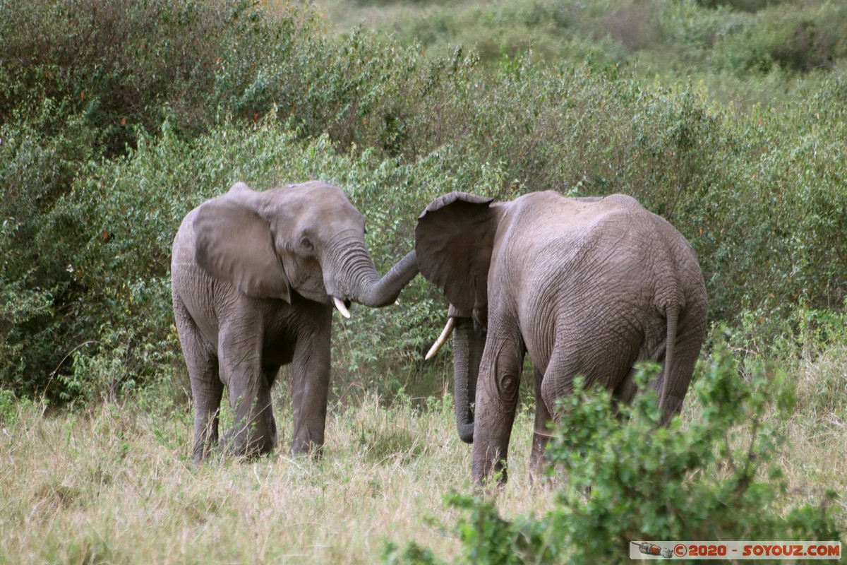 Masai Mara - Elephant
Mots-clés: geo:lat=-1.52384042 geo:lon=35.32464584 geotagged KEN Kenya Narok Talel Masai Mara animals Elephant