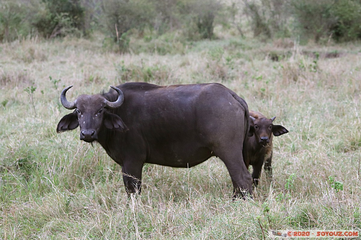 Masai Mara - Buffalo
Mots-clés: geo:lat=-1.52798076 geo:lon=35.30128407 geotagged Keekorok KEN Kenya Narok Masai Mara animals Buffle
