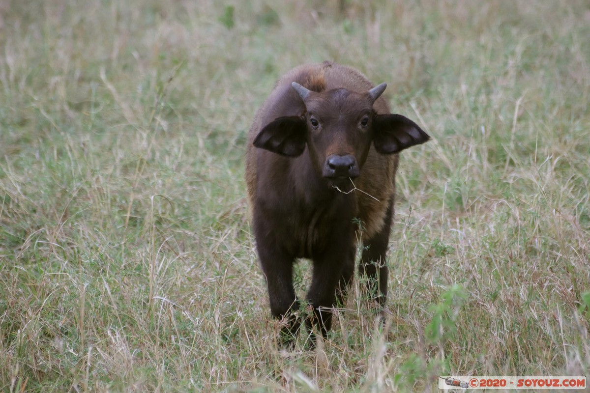 Masai Mara - Buffalo
Mots-clés: geo:lat=-1.52798076 geo:lon=35.30128407 geotagged Keekorok KEN Kenya Narok Masai Mara animals Buffle