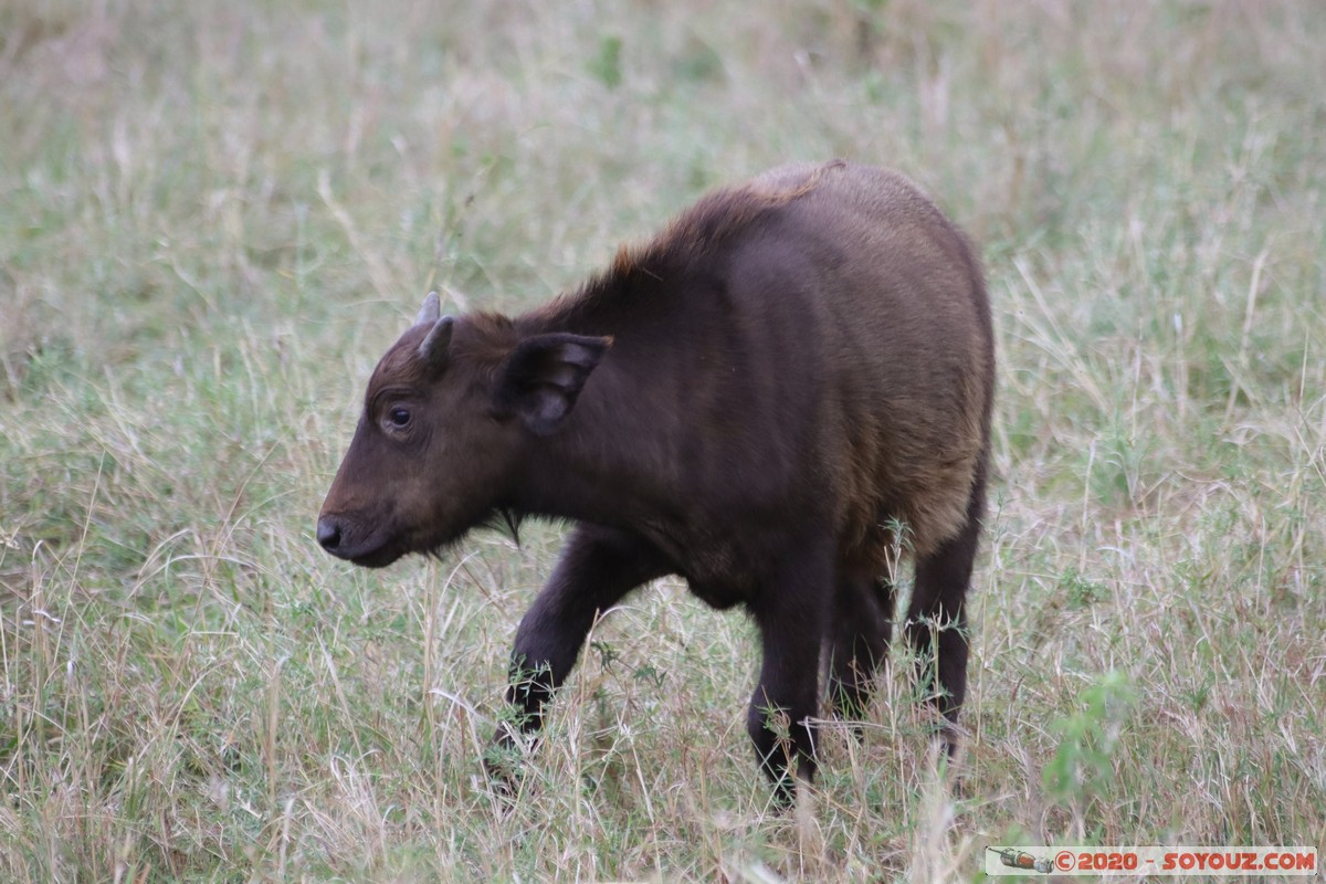Masai Mara - Buffalo
Mots-clés: geo:lat=-1.52798076 geo:lon=35.30128407 geotagged Keekorok KEN Kenya Narok Masai Mara animals Buffle