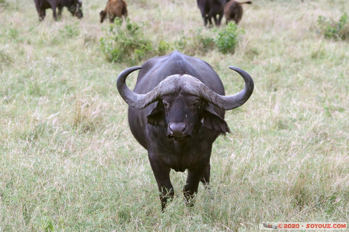 Masai Mara - Buffalo
Mots-clés: geo:lat=-1.52798076 geo:lon=35.30128407 geotagged Keekorok KEN Kenya Narok Masai Mara animals Buffle