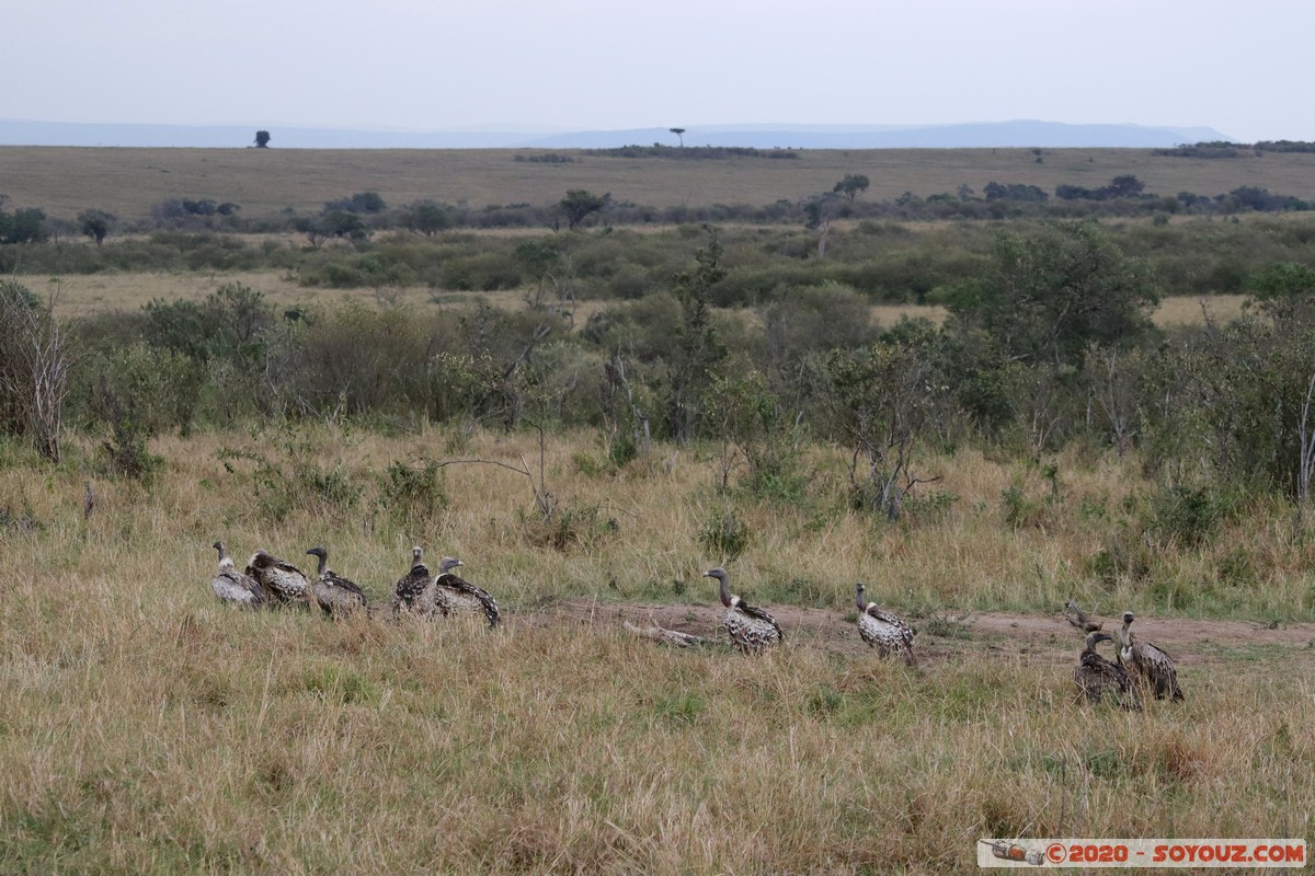 Masai Mara - Ruppell's Vulture
Mots-clés: geo:lat=-1.52746595 geo:lon=35.29613423 geotagged Keekorok KEN Kenya Narok Masai Mara oiseau vautour Ruppell's Vulture