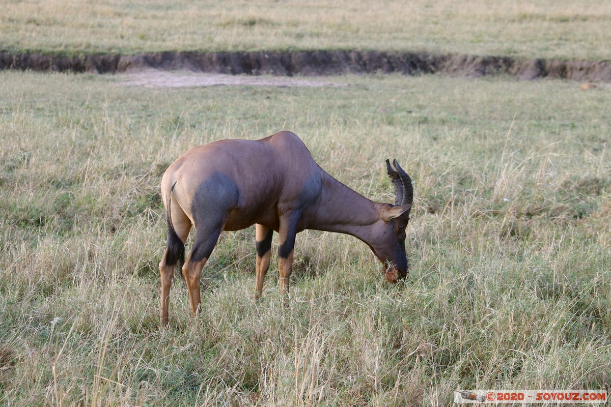 Masai Mara - Topi
Mots-clés: geo:lat=-1.58496375 geo:lon=35.17667146 geotagged Keekorok KEN Kenya Narok Masai Mara Topi animals