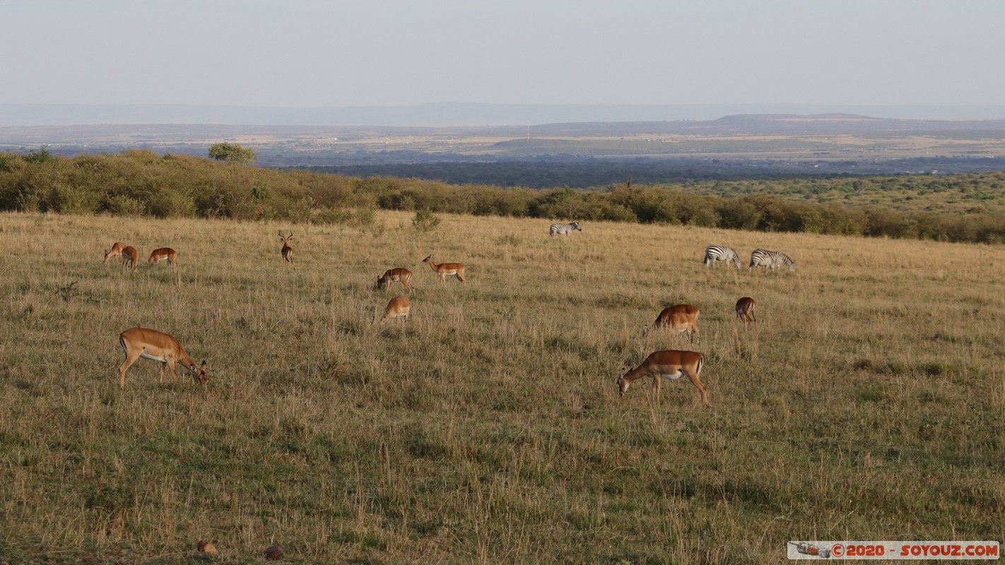 Masai Mara - Grant's Gazelle
Mots-clés: geo:lat=-1.58496375 geo:lon=35.17667146 geotagged Keekorok KEN Kenya Narok Masai Mara Grant's Gazelle animals zebre