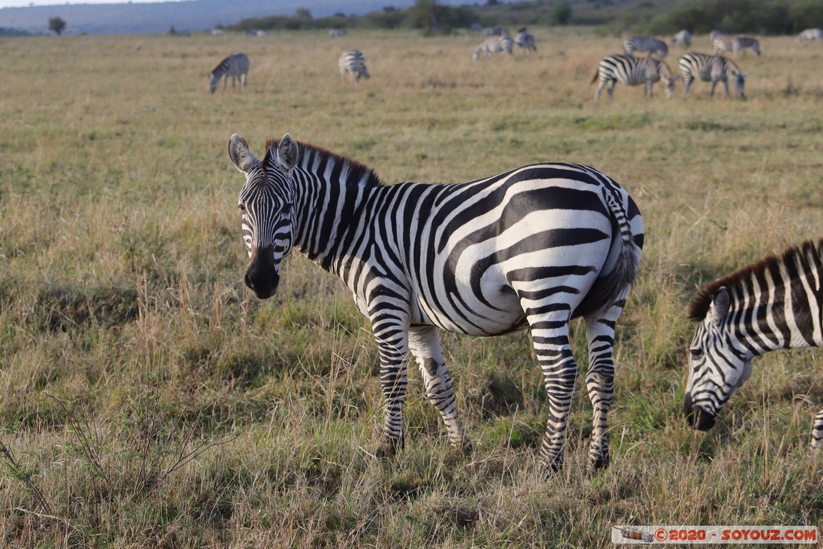Masai Mara - Zebra
Mots-clés: geo:lat=-1.58496375 geo:lon=35.17667146 geotagged Keekorok KEN Kenya Narok Masai Mara animals zebre