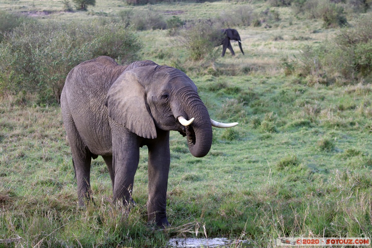 Masai Mara - Elephant
Mots-clés: geo:lat=-1.58247561 geo:lon=35.16770215 geotagged Keekorok KEN Kenya Narok Masai Mara animals Elephant