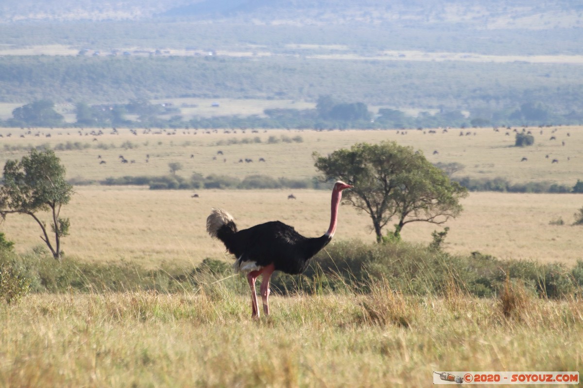 Masai Mara - Ostrich
Mots-clés: geo:lat=-1.57595496 geo:lon=35.14414163 geotagged Keekorok KEN Kenya Narok Masai Mara animals oiseau Autruche