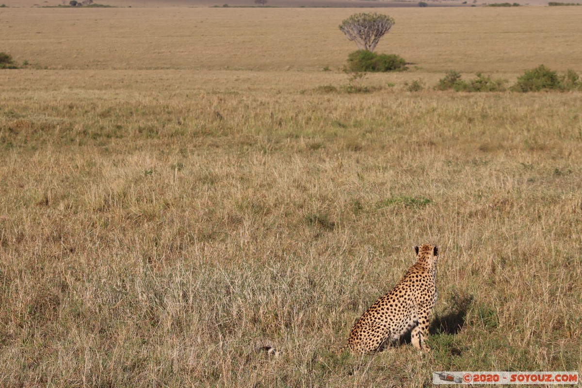 Masai Mara - Cheetha (Guepard)
Mots-clés: geo:lat=-1.58101456 geo:lon=35.14821941 geotagged Keekorok KEN Kenya Narok Masai Mara animals guepard
