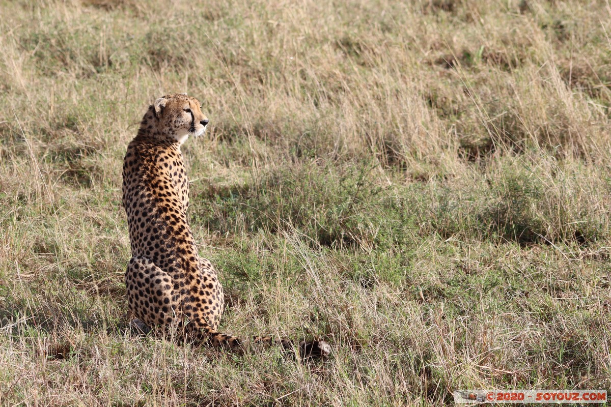 Masai Mara - Cheetha (Guepard)
Mots-clés: geo:lat=-1.58101456 geo:lon=35.14821941 geotagged Keekorok KEN Kenya Narok Masai Mara animals guepard
