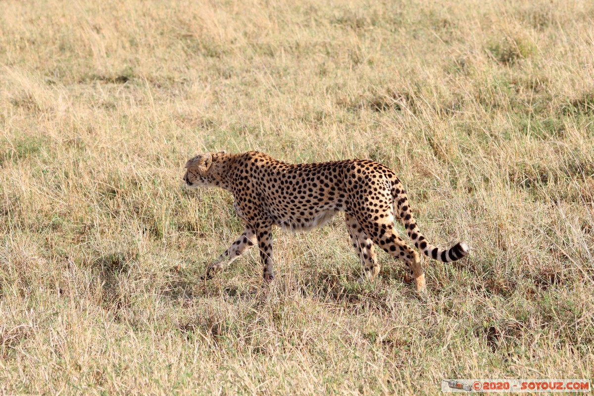 Masai Mara - Cheetha (Guepard)
Mots-clés: geo:lat=-1.58101456 geo:lon=35.14821941 geotagged Keekorok KEN Kenya Narok Masai Mara animals guepard