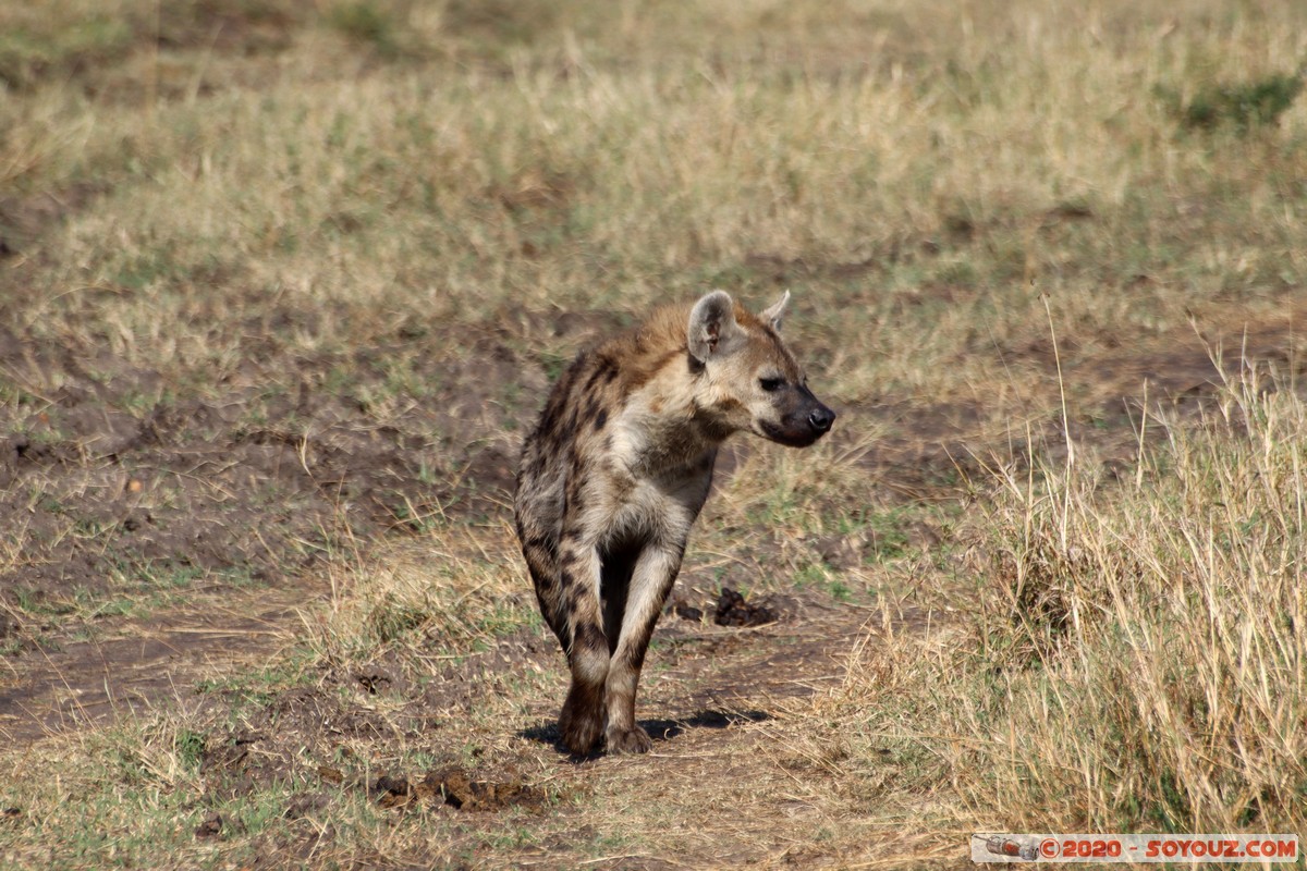 Masai Mara - Spotted Hyena
Mots-clés: geo:lat=-1.58258661 geo:lon=35.12477516 geotagged Keekorok KEN Kenya Narok Masai Mara animals Spotted Hyena Hyene tachetee