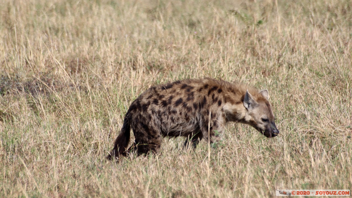 Masai Mara - Spotted Hyena
Mots-clés: geo:lat=-1.58258661 geo:lon=35.12477516 geotagged Keekorok KEN Kenya Narok Masai Mara animals Spotted Hyena Hyene tachetee