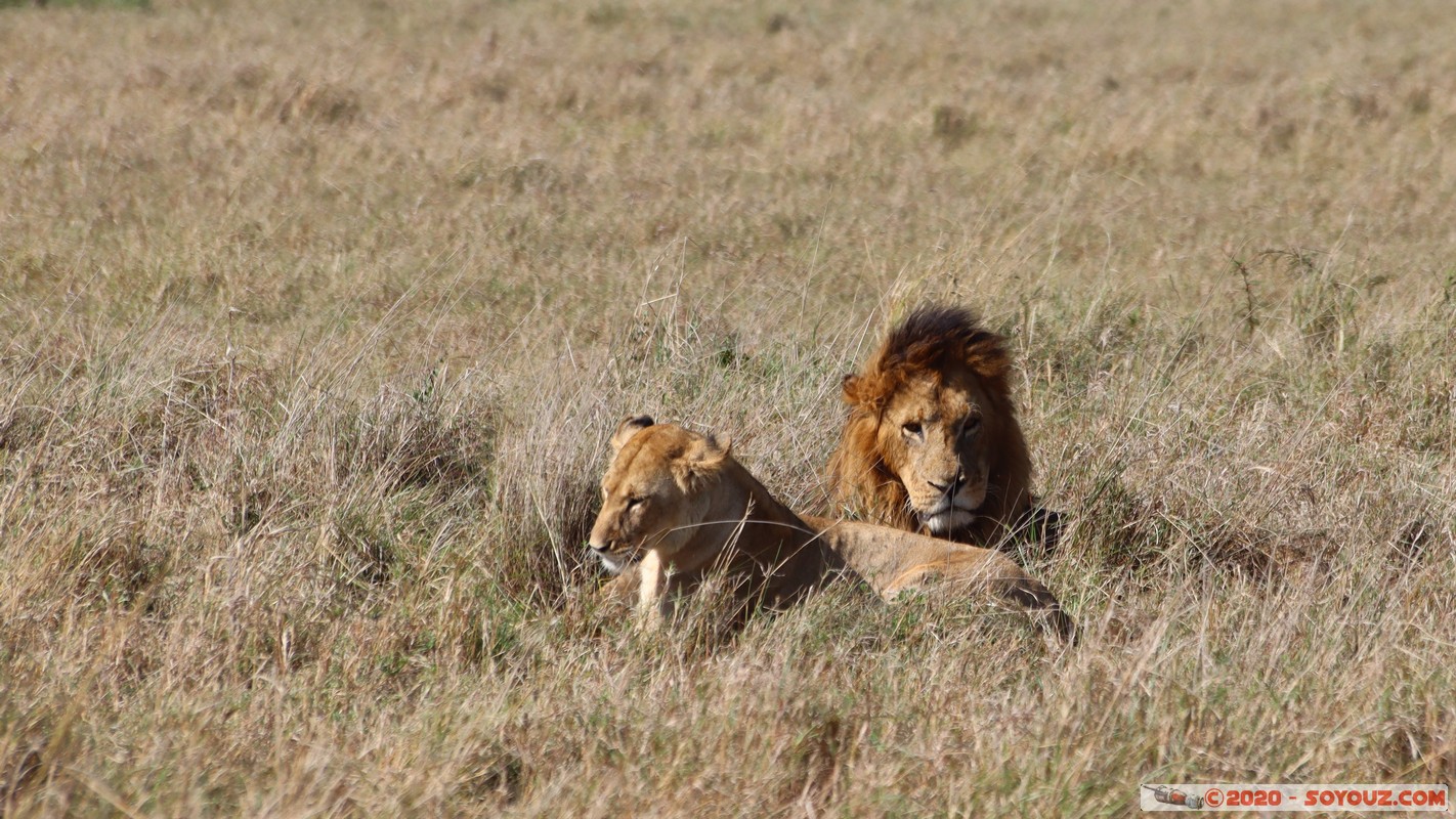 Masai Mara - Lion (Simba)
Mots-clés: geo:lat=-1.56899989 geo:lon=35.12723137 geotagged Keekorok KEN Kenya Narok Masai Mara animals Lion