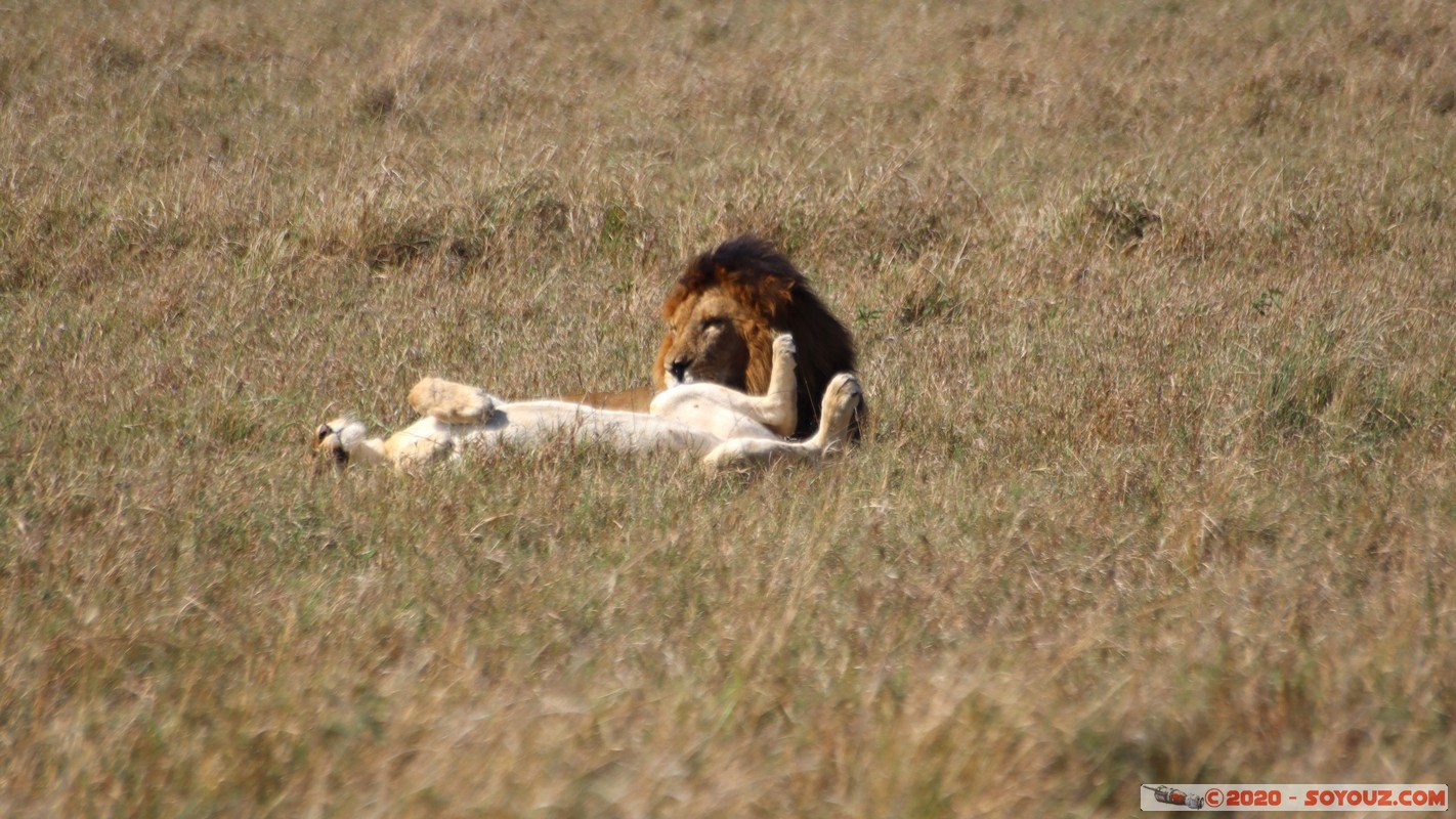 Masai Mara - Lion (Simba)
Mots-clés: geo:lat=-1.56899989 geo:lon=35.12723137 geotagged Keekorok KEN Kenya Narok Masai Mara animals Lion