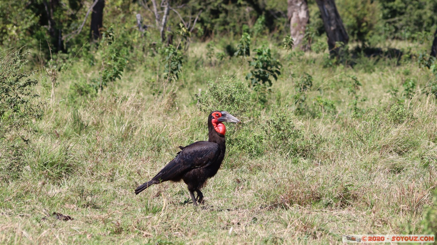 Masai Mara - Southern ground hornbill
Mots-clés: geo:lat=-1.57338052 geo:lon=35.15736526 geotagged Keekorok KEN Kenya Narok Masai Mara animals oiseau Southern ground hornbill Calao