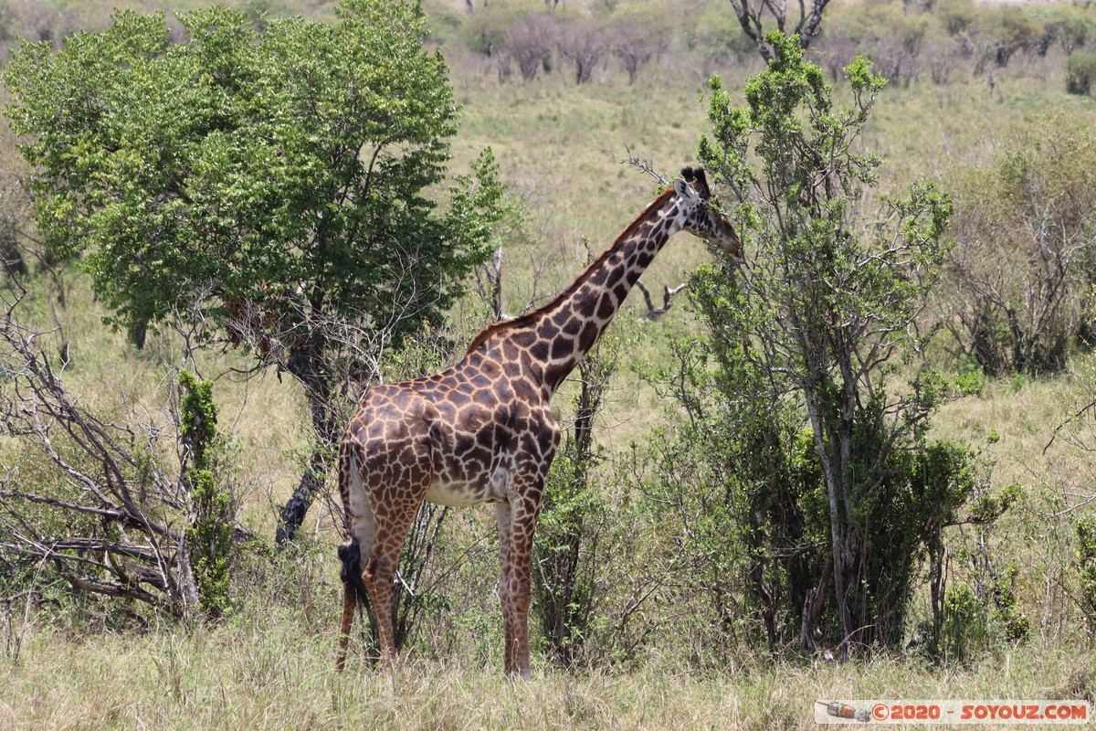 Masai Mara - Giraffe
Mots-clés: geo:lat=-1.50800210 geo:lon=35.05520117 geotagged KEN Kenya Narok Ol Kiombo Masai Mara animals Giraffe Masai Giraffe