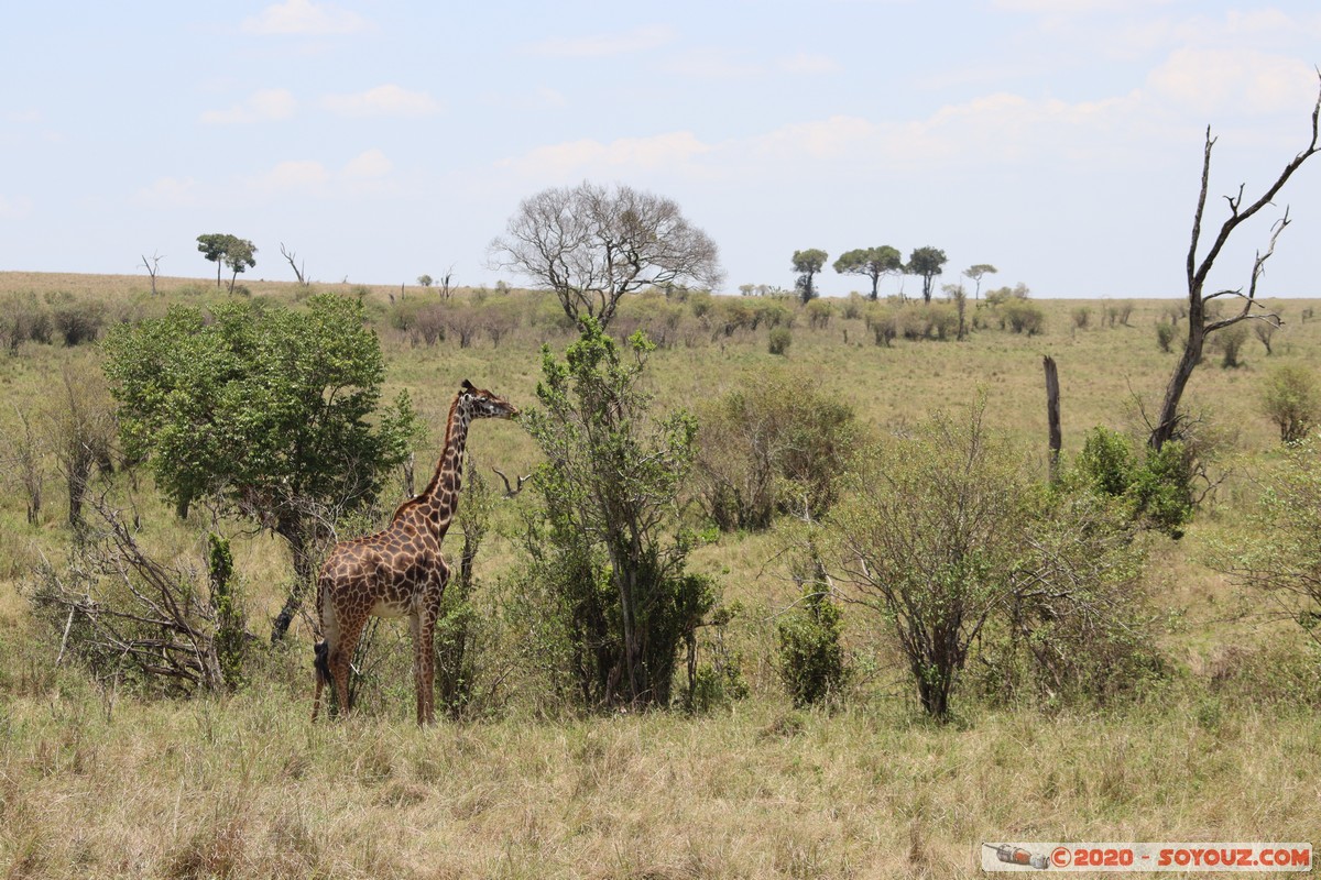 Masai Mara - Giraffe
Mots-clés: geo:lat=-1.50800210 geo:lon=35.05520117 geotagged KEN Kenya Narok Ol Kiombo Masai Mara animals Giraffe Masai Giraffe