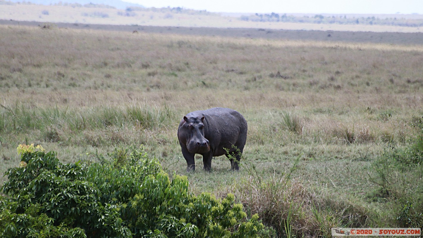 Masai Mara - Hippopotamus
Mots-clés: geo:lat=-1.50196743 geo:lon=35.02617817 geotagged KEN Kenya Narok Ol Kiombo Masai Mara animals hippopotame Mara river Riviere