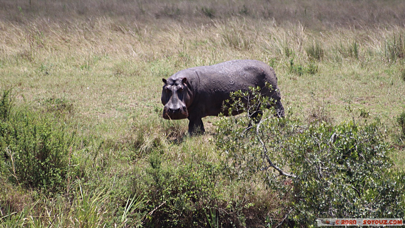 Masai Mara - Hippopotamus
Mots-clés: geo:lat=-1.50196743 geo:lon=35.02617817 geotagged KEN Kenya Narok Ol Kiombo Masai Mara animals hippopotame Mara river Riviere