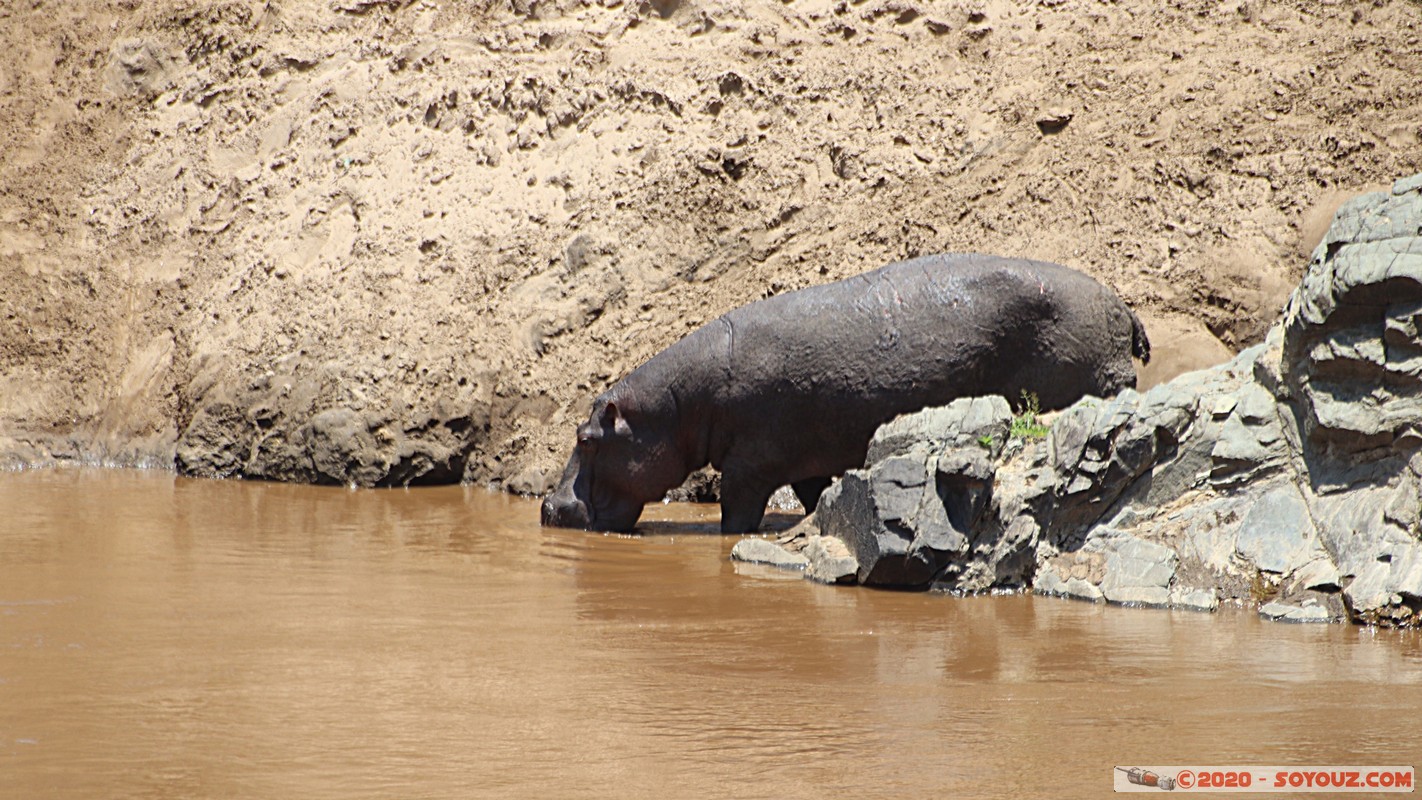 Masai Mara - Hippopotamus
Mots-clés: geo:lat=-1.50196743 geo:lon=35.02617817 geotagged KEN Kenya Narok Ol Kiombo Masai Mara animals hippopotame Mara river Riviere