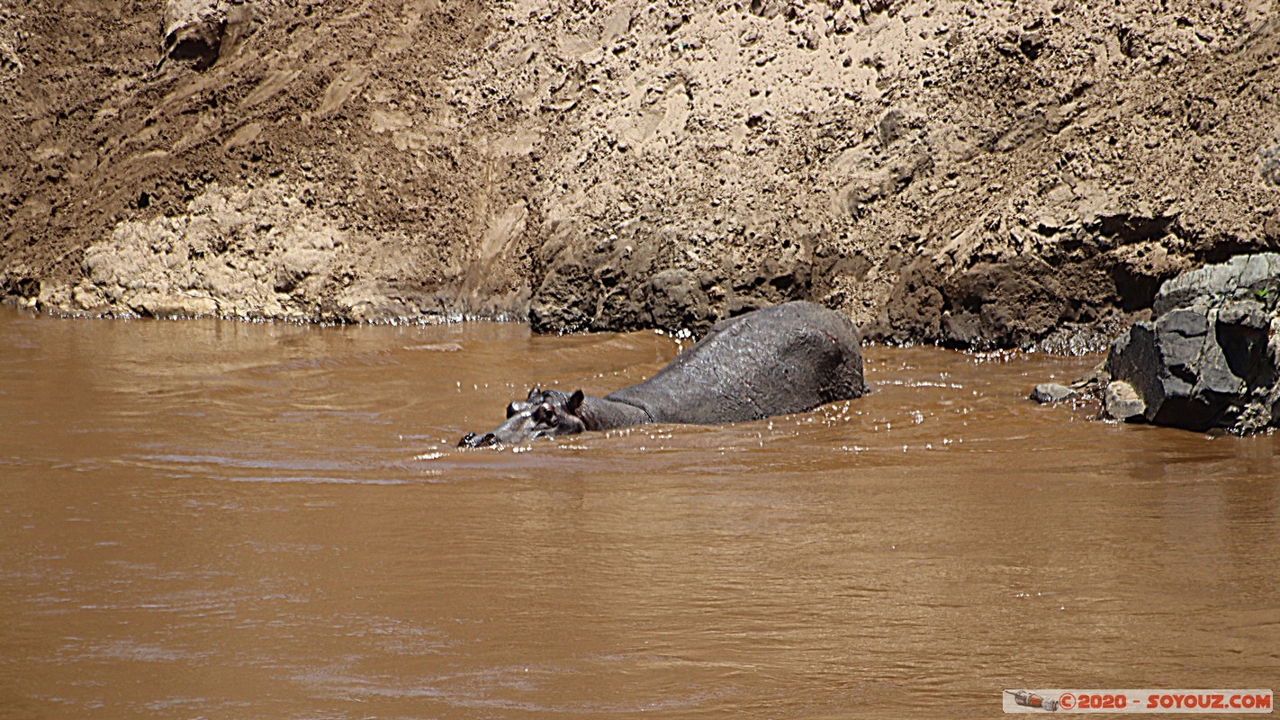 Masai Mara - Hippopotamus
Mots-clés: geo:lat=-1.50196743 geo:lon=35.02617817 geotagged KEN Kenya Narok Ol Kiombo Masai Mara animals hippopotame Mara river Riviere