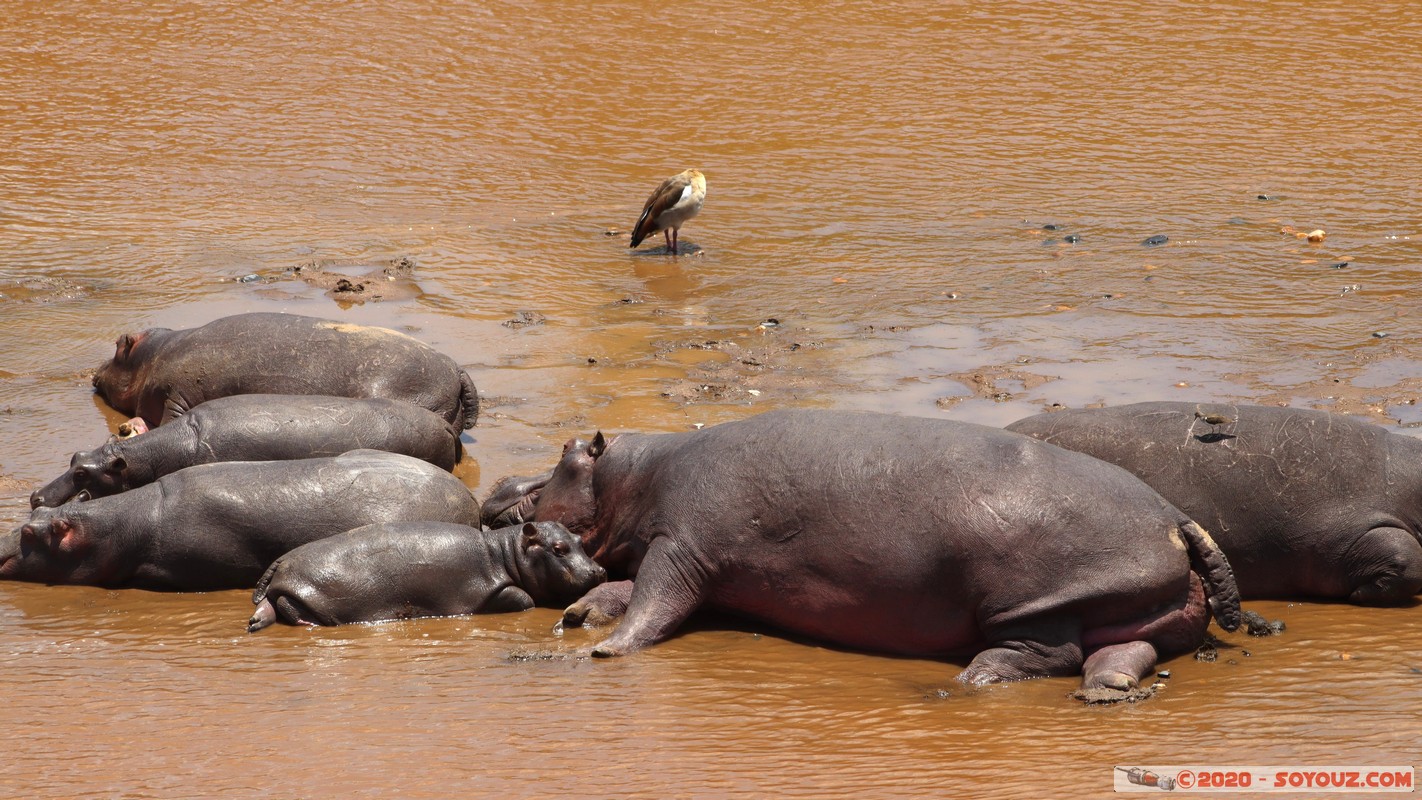 Masai Mara - Hippopotamus
Mots-clés: geo:lat=-1.50196743 geo:lon=35.02617817 geotagged KEN Kenya Narok Ol Kiombo Masai Mara animals hippopotame Mara river Riviere