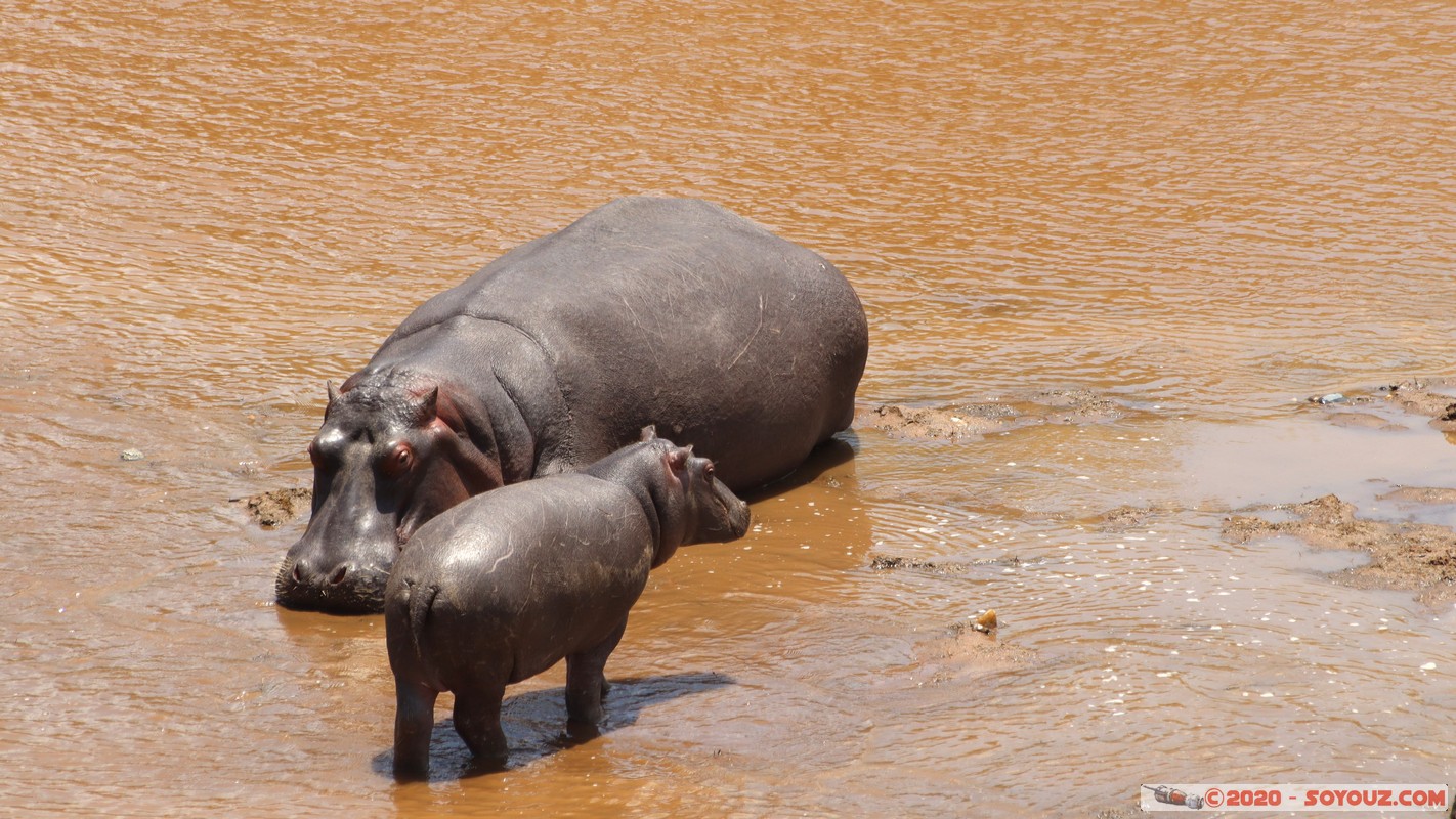Masai Mara - Hippopotamus
Mots-clés: geo:lat=-1.50196743 geo:lon=35.02617817 geotagged KEN Kenya Narok Ol Kiombo Masai Mara animals hippopotame Mara river Riviere