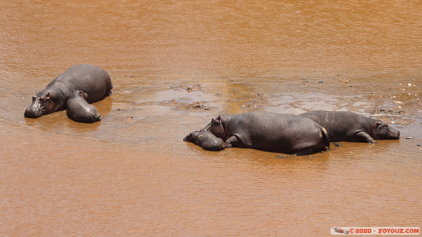 Masai Mara - Hippopotamus
Mots-clés: geo:lat=-1.50196743 geo:lon=35.02617817 geotagged KEN Kenya Narok Ol Kiombo Masai Mara animals hippopotame Mara river Riviere