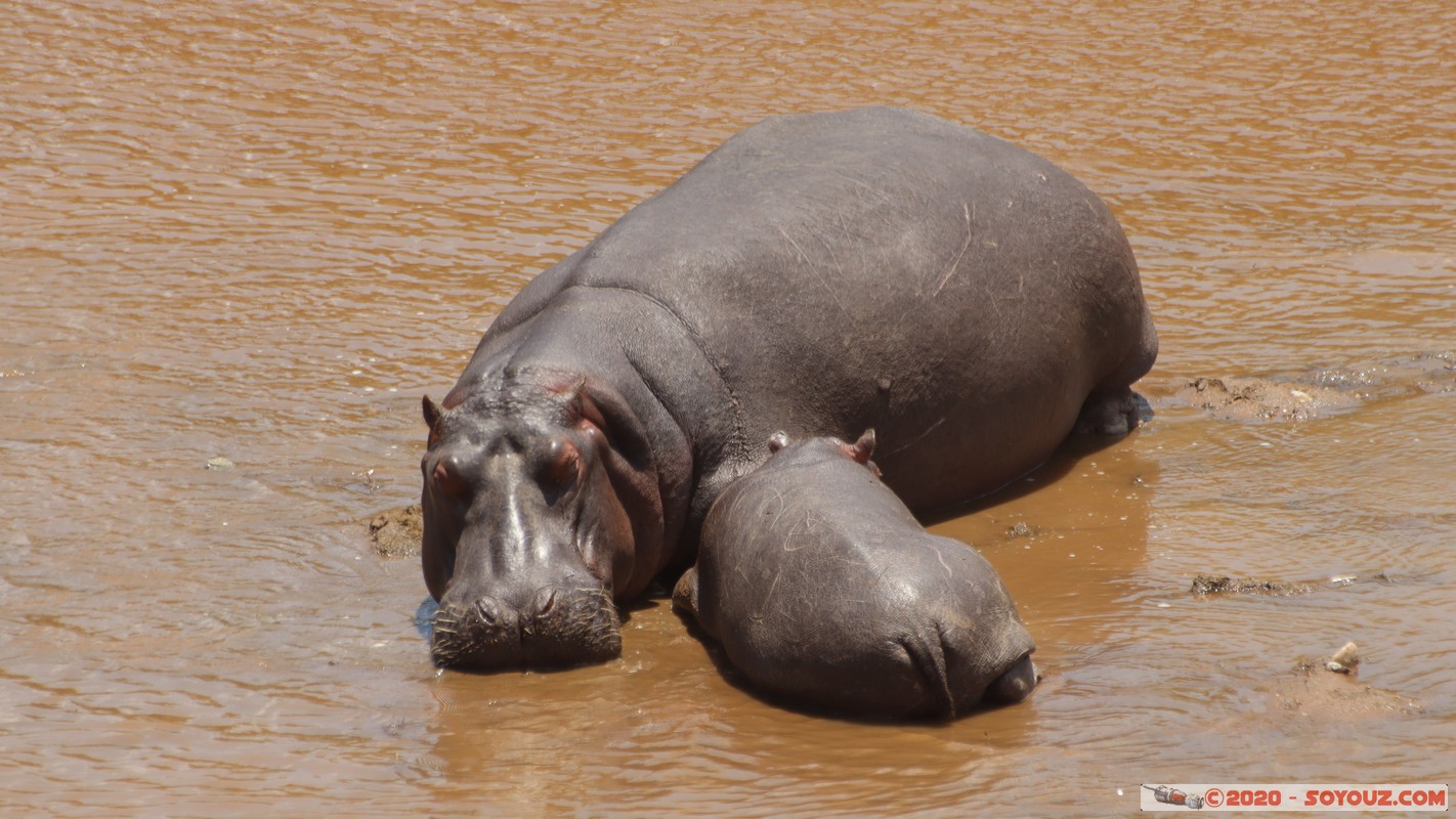 Masai Mara - Hippopotamus
Mots-clés: geo:lat=-1.50196743 geo:lon=35.02617817 geotagged KEN Kenya Narok Ol Kiombo Masai Mara animals hippopotame Mara river Riviere