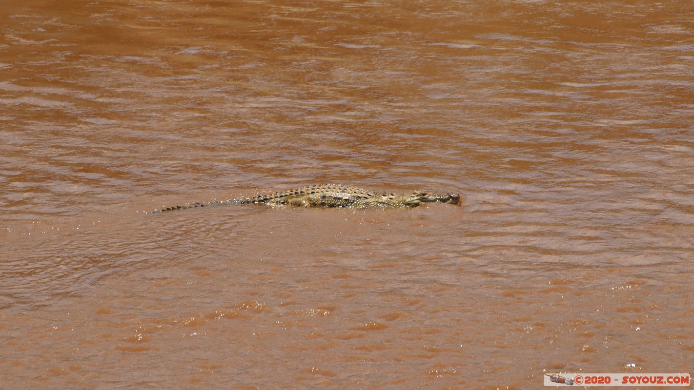 Masai Mara - Crocodile
Mots-clés: geo:lat=-1.50196743 geo:lon=35.02617817 geotagged KEN Kenya Narok Ol Kiombo Masai Mara crocodile Mara river Riviere