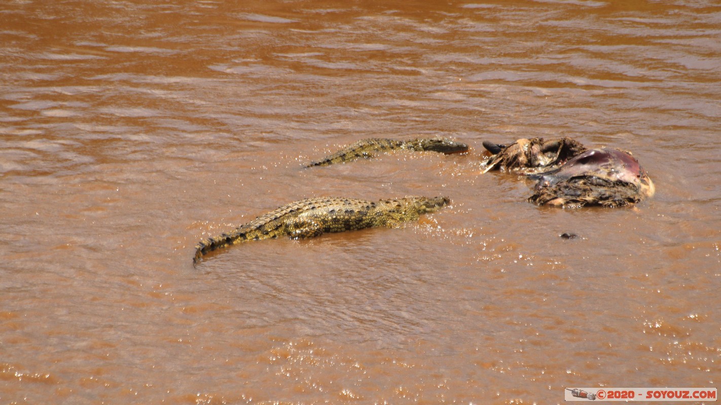 Masai Mara - Crocodile
Mots-clés: geo:lat=-1.50196743 geo:lon=35.02617817 geotagged KEN Kenya Narok Ol Kiombo Masai Mara crocodile Mara river Riviere