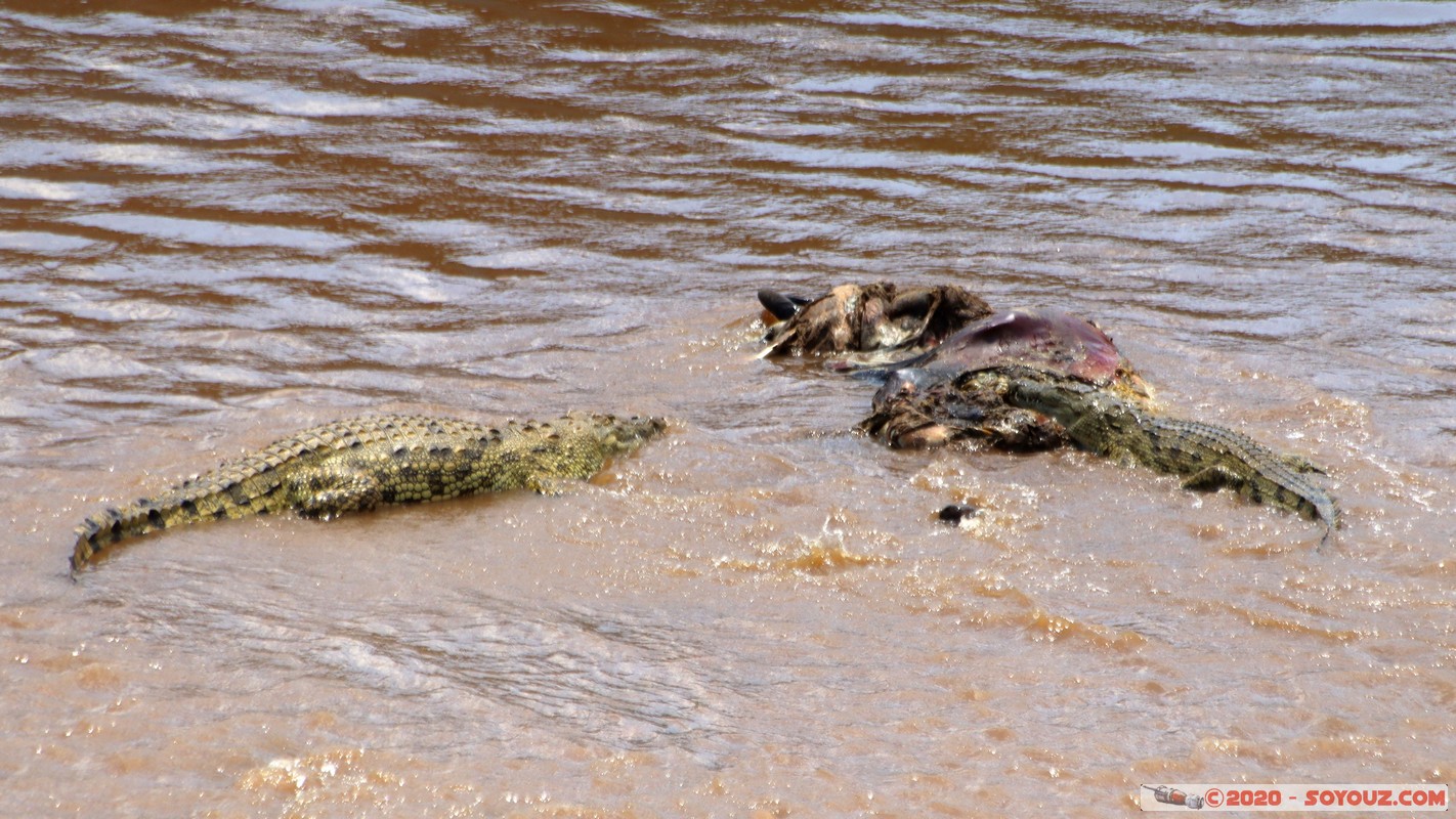 Masai Mara - Crocodile
Mots-clés: geo:lat=-1.50196743 geo:lon=35.02617817 geotagged KEN Kenya Narok Ol Kiombo Masai Mara crocodile Mara river Riviere