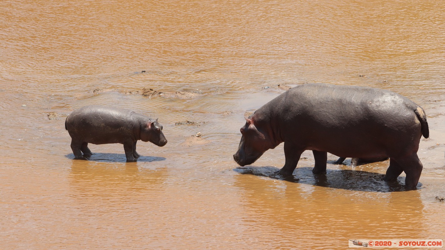 Masai Mara - Hippopotamus
Mots-clés: geo:lat=-1.50196743 geo:lon=35.02617817 geotagged KEN Kenya Narok Ol Kiombo Masai Mara animals hippopotame Mara river Riviere
