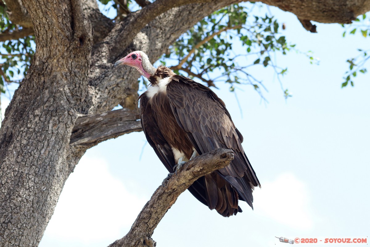 Masai Mara - Lappet-faced Vulture
Mots-clés: geo:lat=-1.51902173 geo:lon=35.03893405 geotagged KEN Kenya Narok Ol Kiombo Masai Mara oiseau vautour animals Lappet-faced Vulture