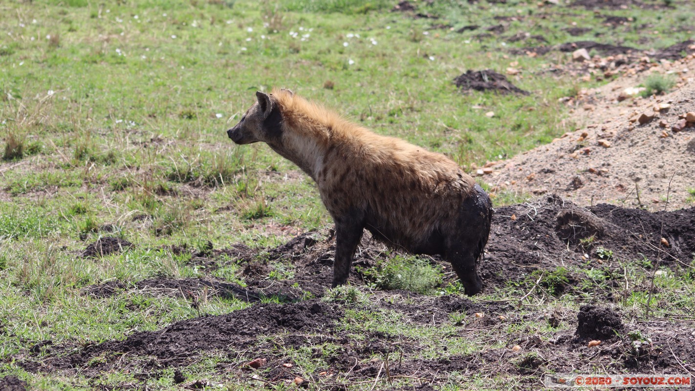 Masai Mara - Spotted Hyena
Mots-clés: geo:lat=-1.51251980 geo:lon=35.04353761 geotagged KEN Kenya Narok Ol Kiombo Masai Mara Spotted Hyena Hyene tachetee
