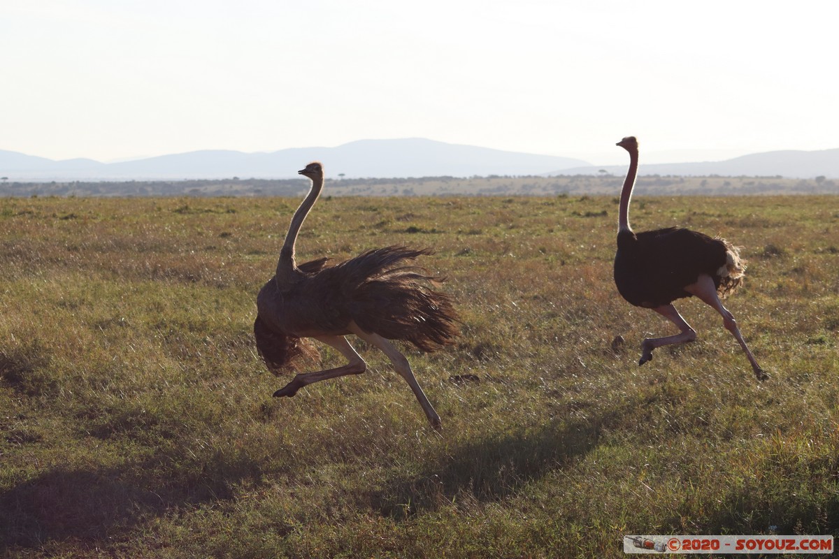 Masai Mara - Ostrich
Mots-clés: geo:lat=-1.52827540 geo:lon=35.29390227 geotagged Keekorok KEN Kenya Narok Masai Mara animals oiseau Autruche
