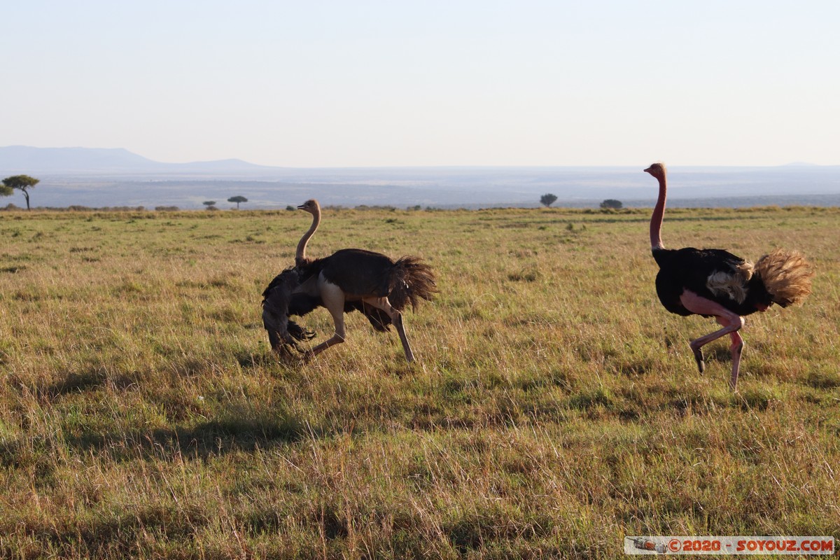 Masai Mara - Ostrich
Mots-clés: geo:lat=-1.52827540 geo:lon=35.29390227 geotagged Keekorok KEN Kenya Narok Masai Mara animals oiseau Autruche