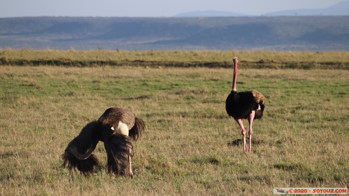 Masai Mara - Ostrich
Mots-clés: geo:lat=-1.52827540 geo:lon=35.29390227 geotagged Keekorok KEN Kenya Narok Masai Mara animals oiseau Autruche