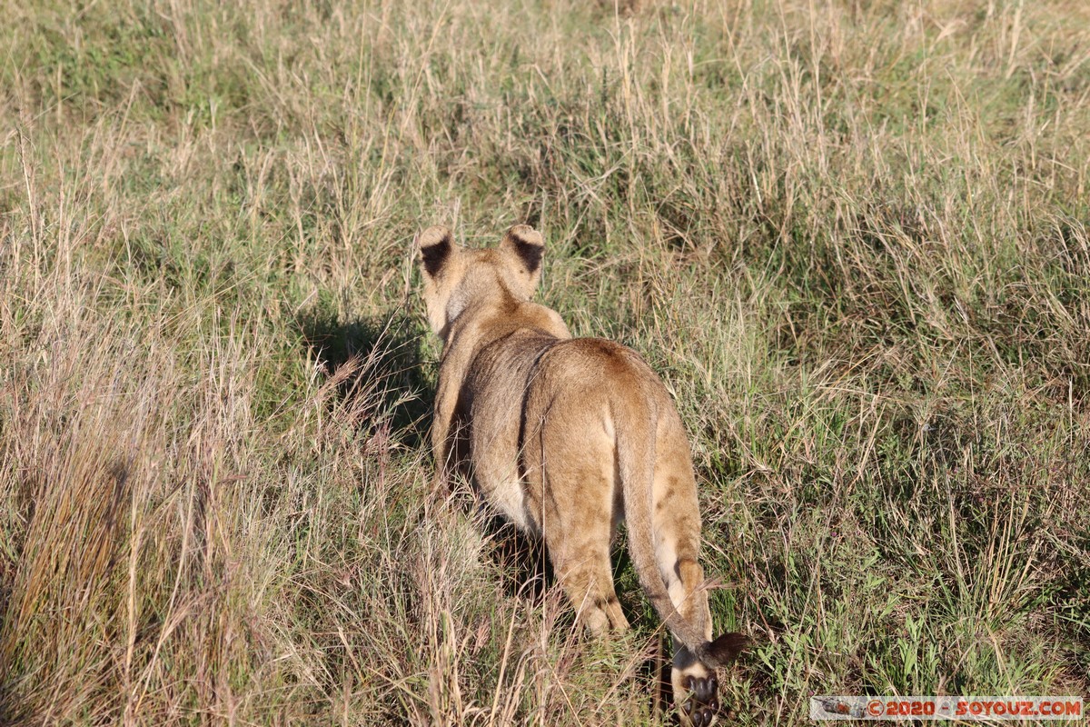 Masai Mara - Lion (Simba)
Mots-clés: geo:lat=-1.53187900 geo:lon=35.28392405 geotagged Keekorok KEN Kenya Narok Masai Mara animals Lion