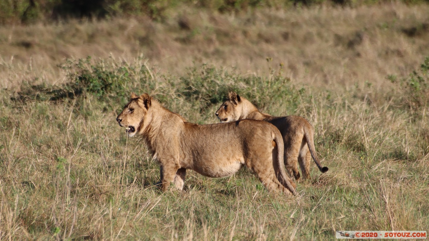 Masai Mara - Lion (Simba)
Mots-clés: geo:lat=-1.53187900 geo:lon=35.28392405 geotagged Keekorok KEN Kenya Narok Masai Mara animals Lion