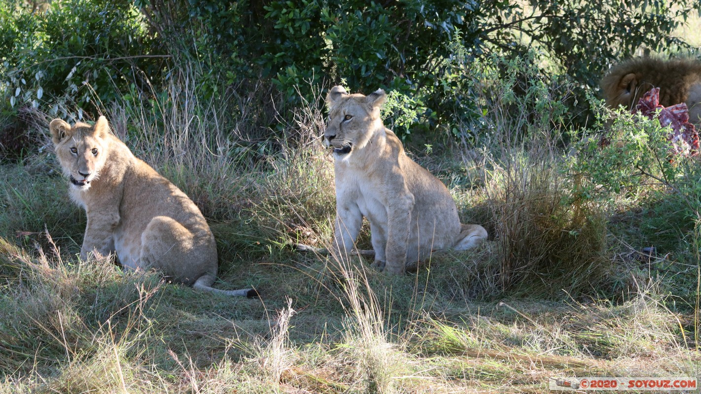 Masai Mara - Lion (Simba)
Mots-clés: geo:lat=-1.53187900 geo:lon=35.28392405 geotagged Keekorok KEN Kenya Narok Masai Mara animals Lion