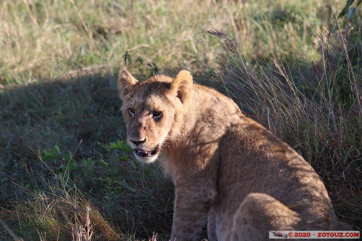 Masai Mara - Lion (Simba)
Mots-clés: geo:lat=-1.53187900 geo:lon=35.28392405 geotagged Keekorok KEN Kenya Narok Masai Mara animals Lion