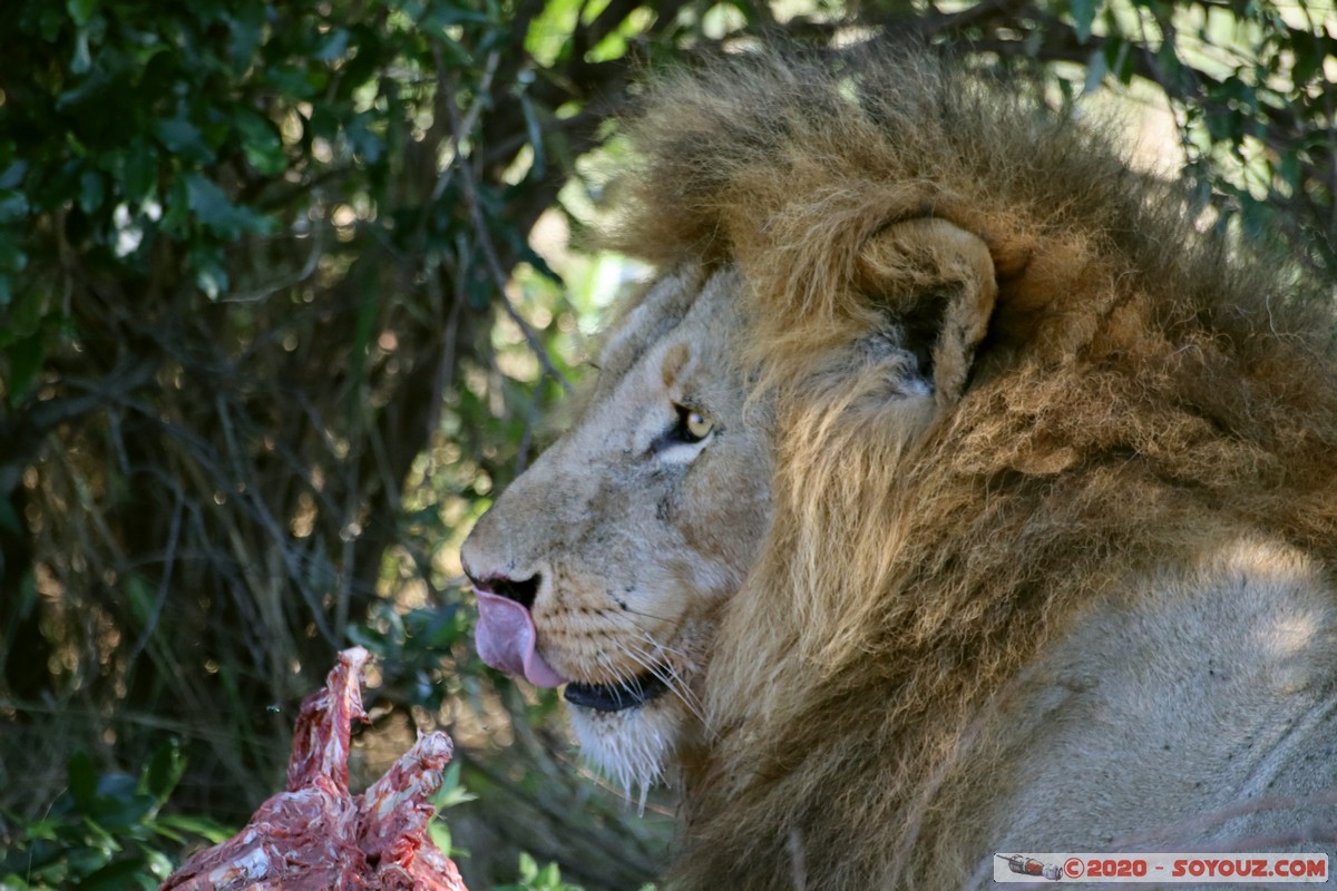 Masai Mara - Lion (Simba)
Mots-clés: geo:lat=-1.53187900 geo:lon=35.28392405 geotagged Keekorok KEN Kenya Narok Masai Mara animals Lion