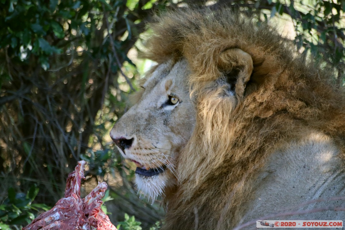 Masai Mara - Lion (Simba)
Mots-clés: geo:lat=-1.53187900 geo:lon=35.28392405 geotagged Keekorok KEN Kenya Narok Masai Mara animals Lion