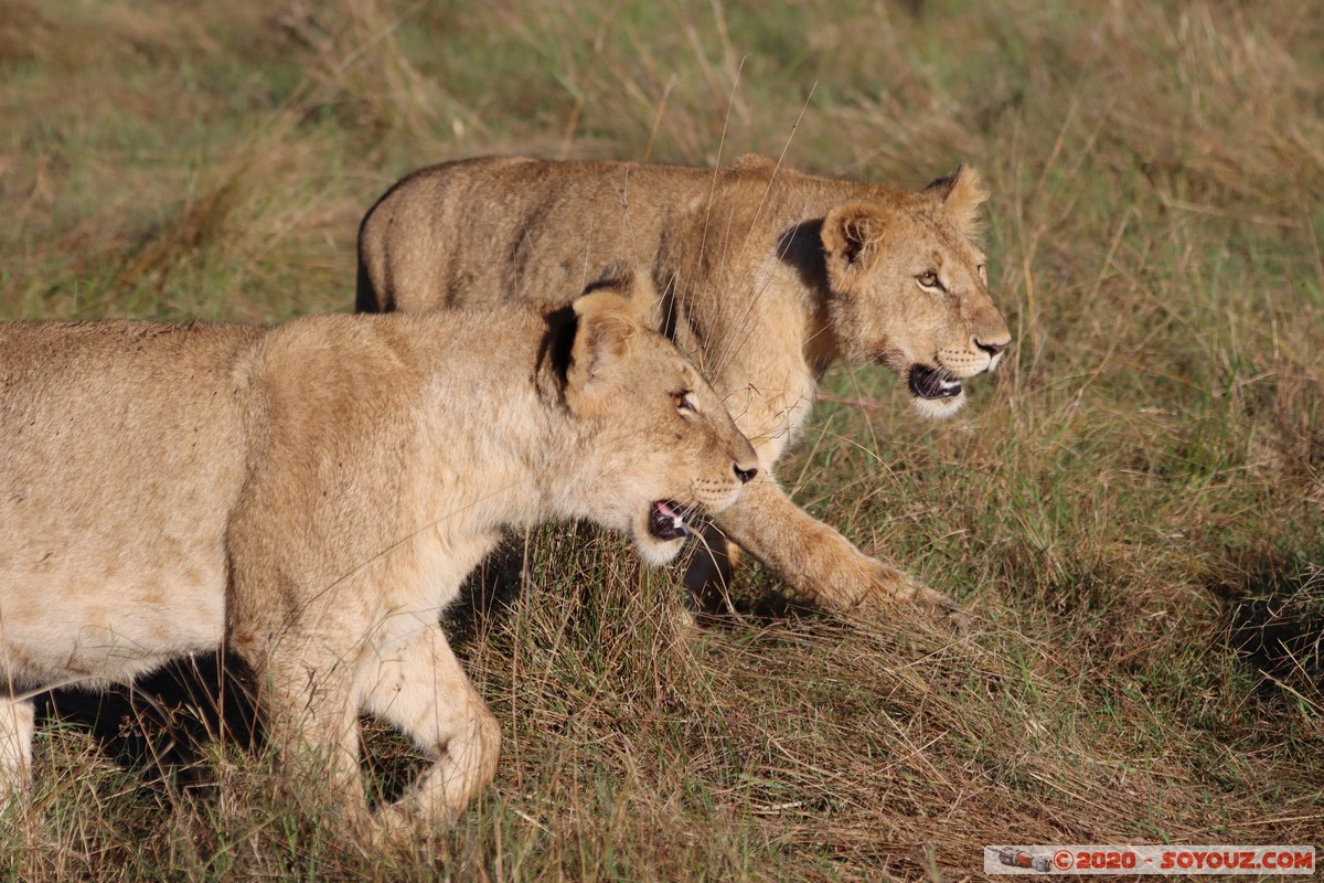 Masai Mara - Lion (Simba)
Mots-clés: geo:lat=-1.53187900 geo:lon=35.28392405 geotagged Keekorok KEN Kenya Narok Masai Mara animals Lion