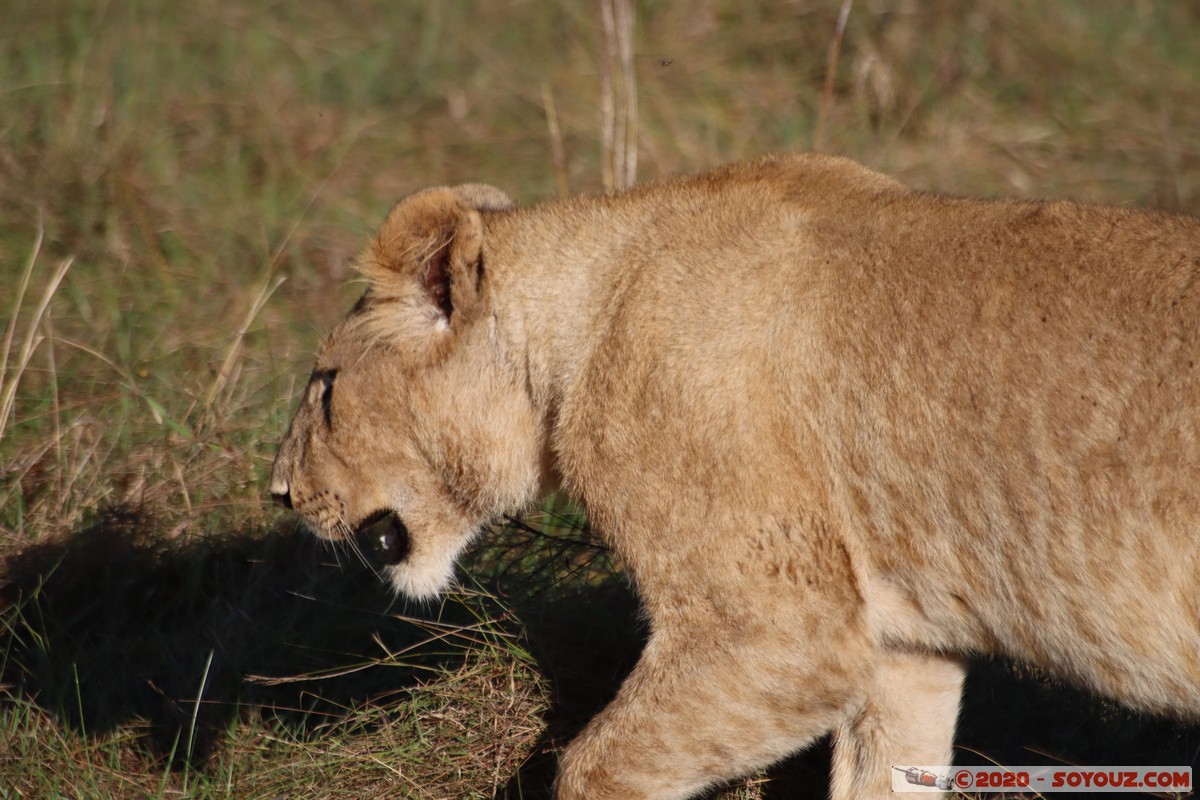 Masai Mara - Lion (Simba)
Mots-clés: geo:lat=-1.53187900 geo:lon=35.28392405 geotagged Keekorok KEN Kenya Narok Masai Mara animals Lion